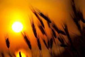 sun shining on field of barley