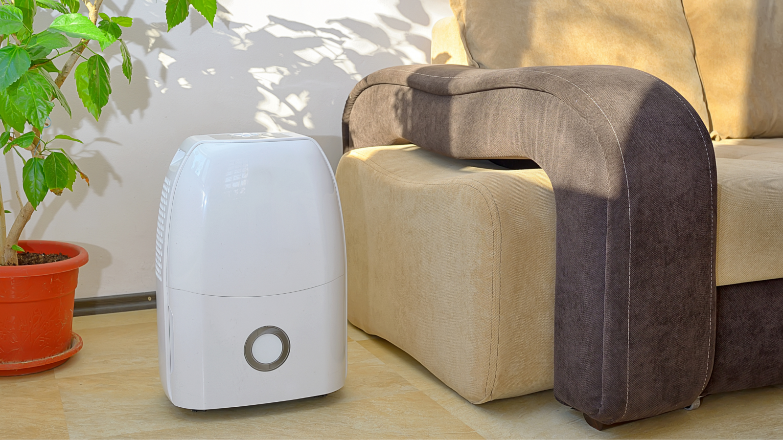 Dehumidifiers help regulate home moisture