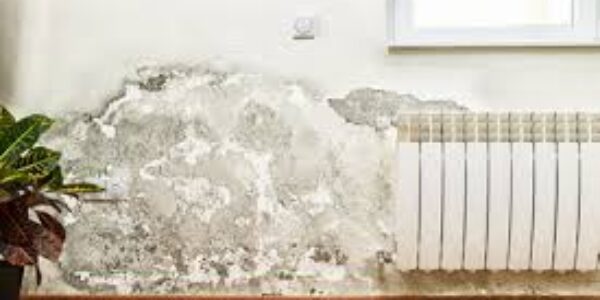 wall-with-mold