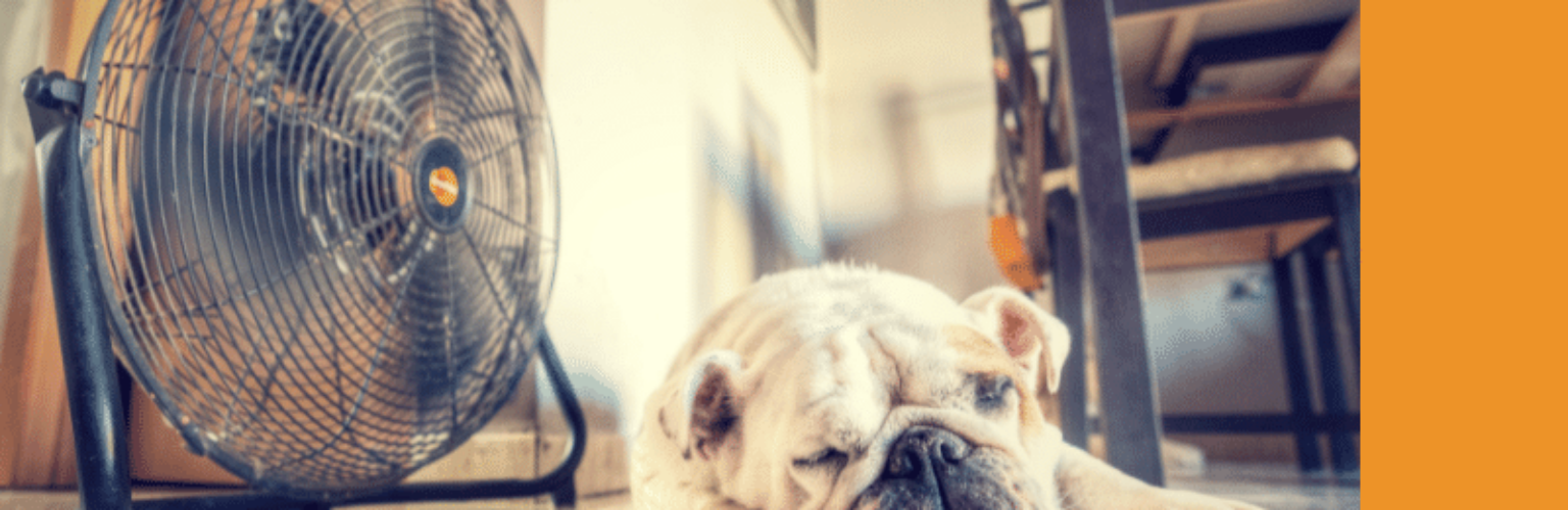 dog sleeping in front of fan