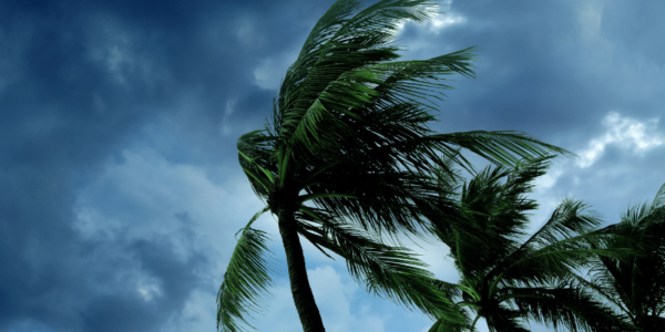 hurricane blowing trees