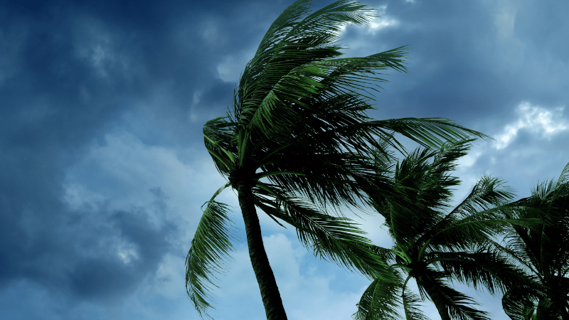 hurricane blowing trees 