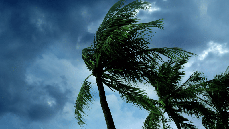 hurricane blowing trees